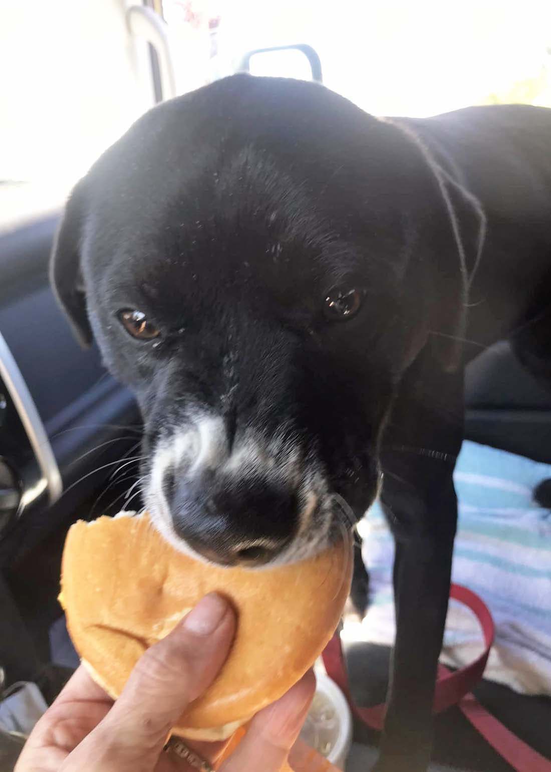 Kalea, an adoptable Labrador Retriever, American Bully in West Richland, WA, 99353 | Photo Image 3