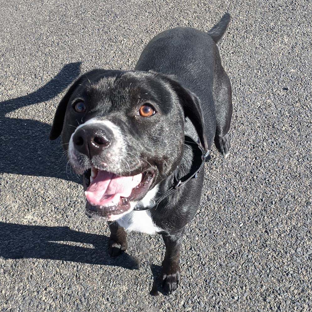 Kalea, an adoptable Labrador Retriever, American Bully in West Richland, WA, 99353 | Photo Image 4