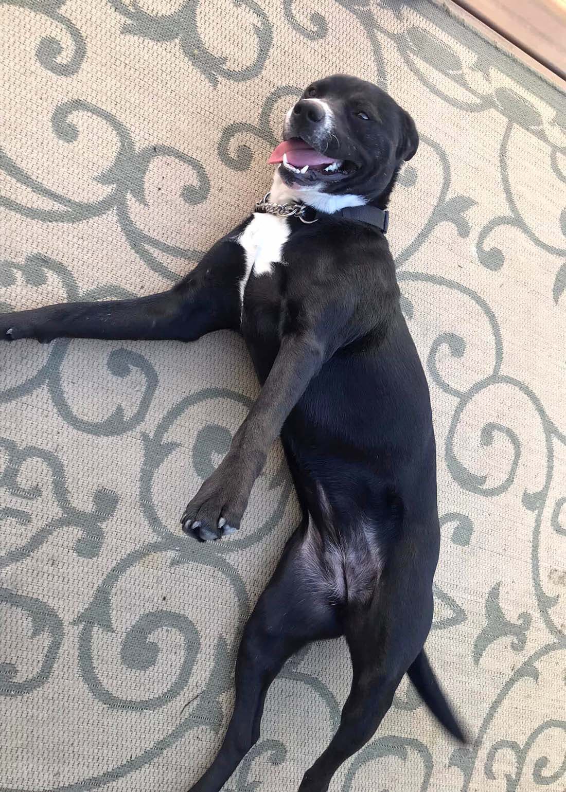 Kalea, an adoptable Labrador Retriever, American Bully in West Richland, WA, 99353 | Photo Image 5
