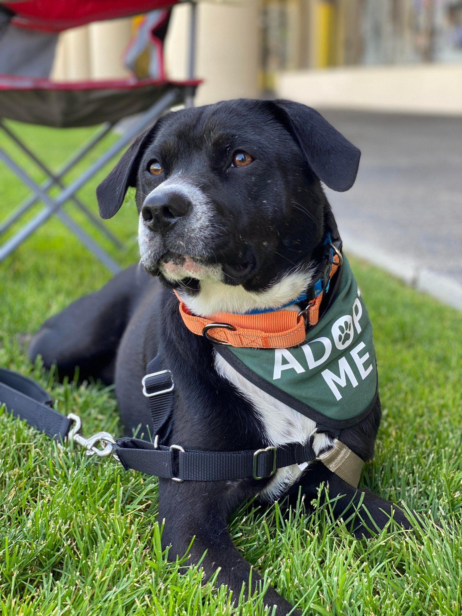 Kalea, an adoptable Labrador Retriever, American Bully in West Richland, WA, 99353 | Photo Image 1