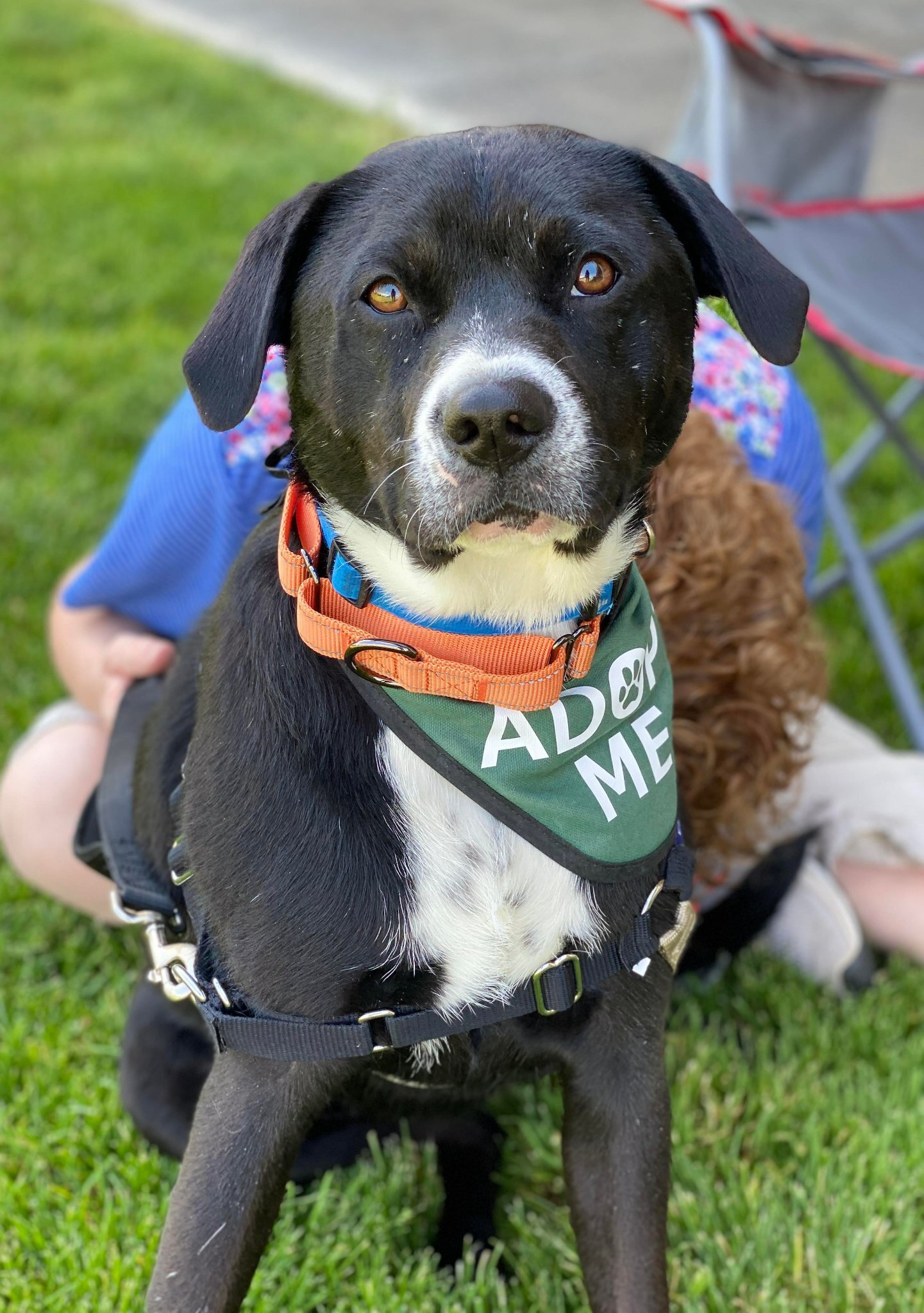 Kalea, an adoptable Labrador Retriever, American Bully in West Richland, WA, 99353 | Photo Image 6