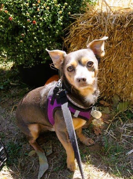 Buddy (chi) - Available!