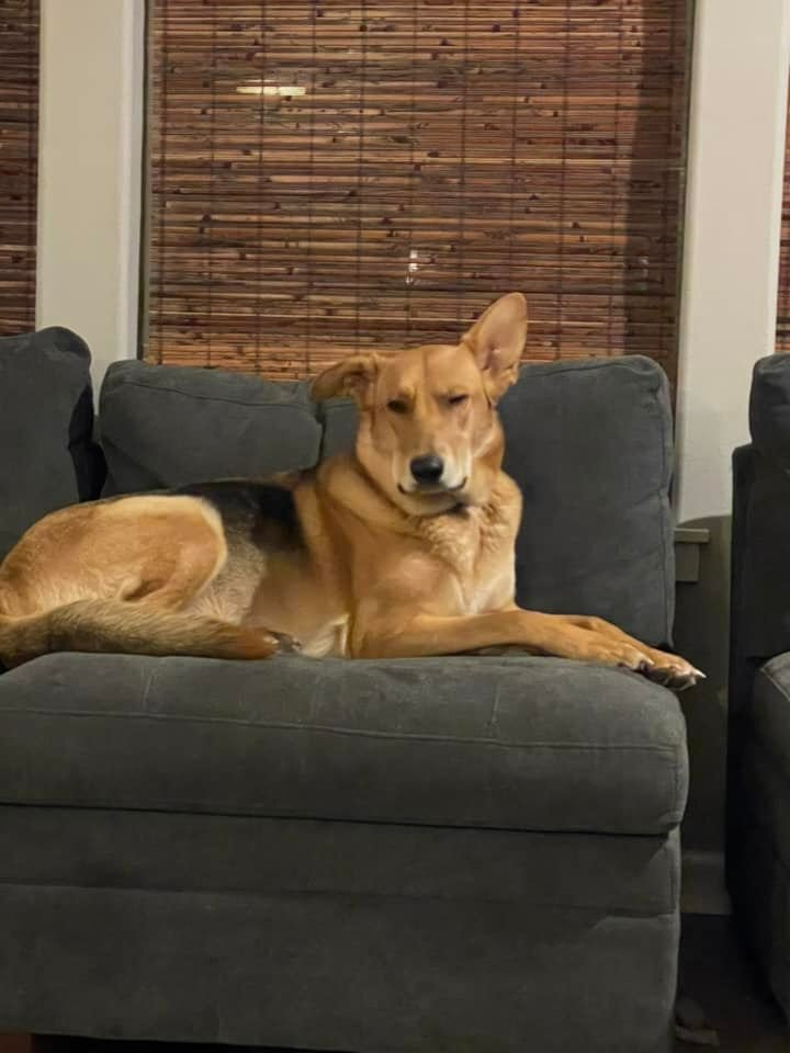 Lillie, an adoptable German Shepherd Dog in West Richland, WA, 99353 | Photo Image 2