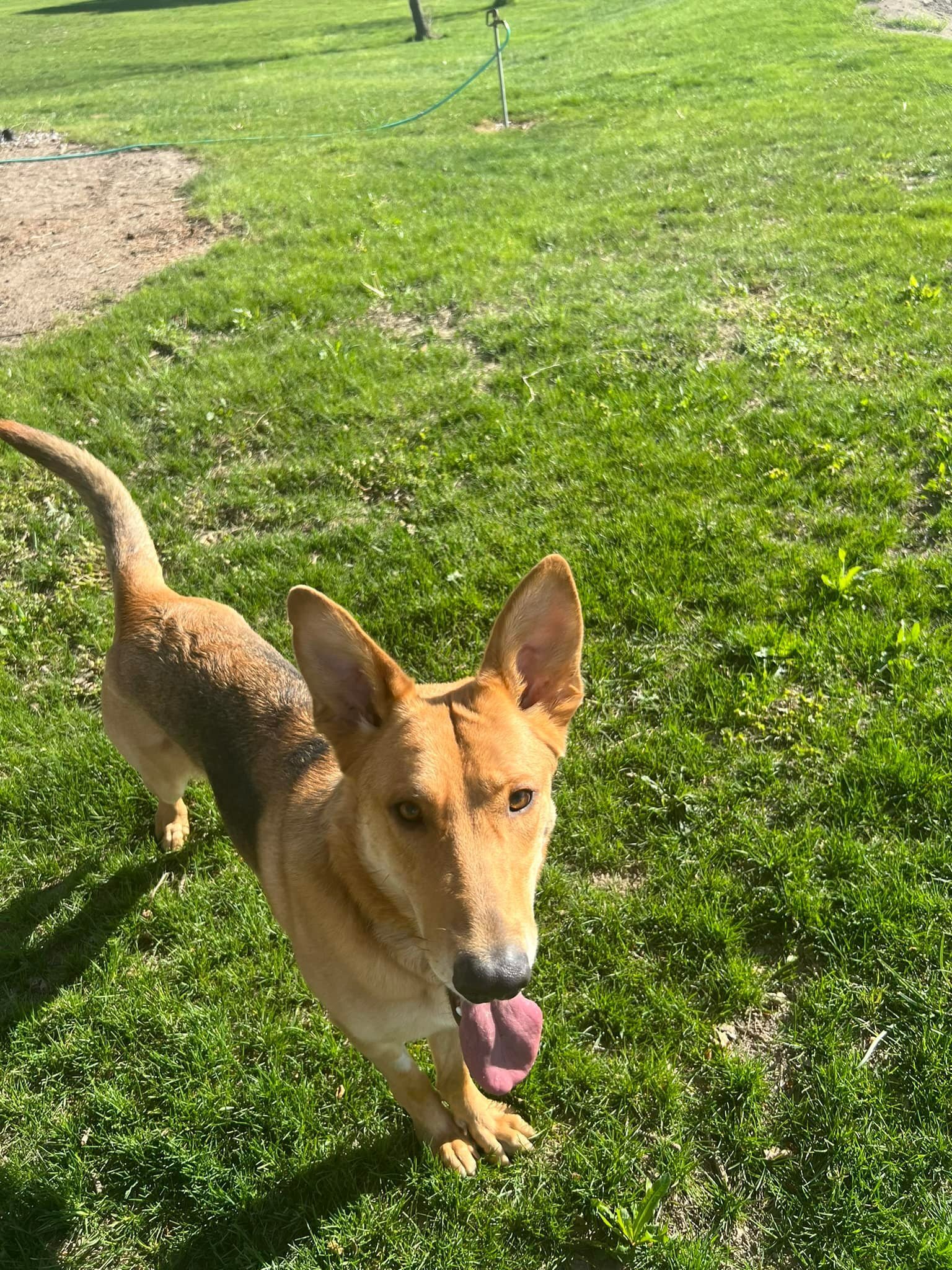 Lillie, an adoptable German Shepherd Dog in West Richland, WA, 99353 | Photo Image 4