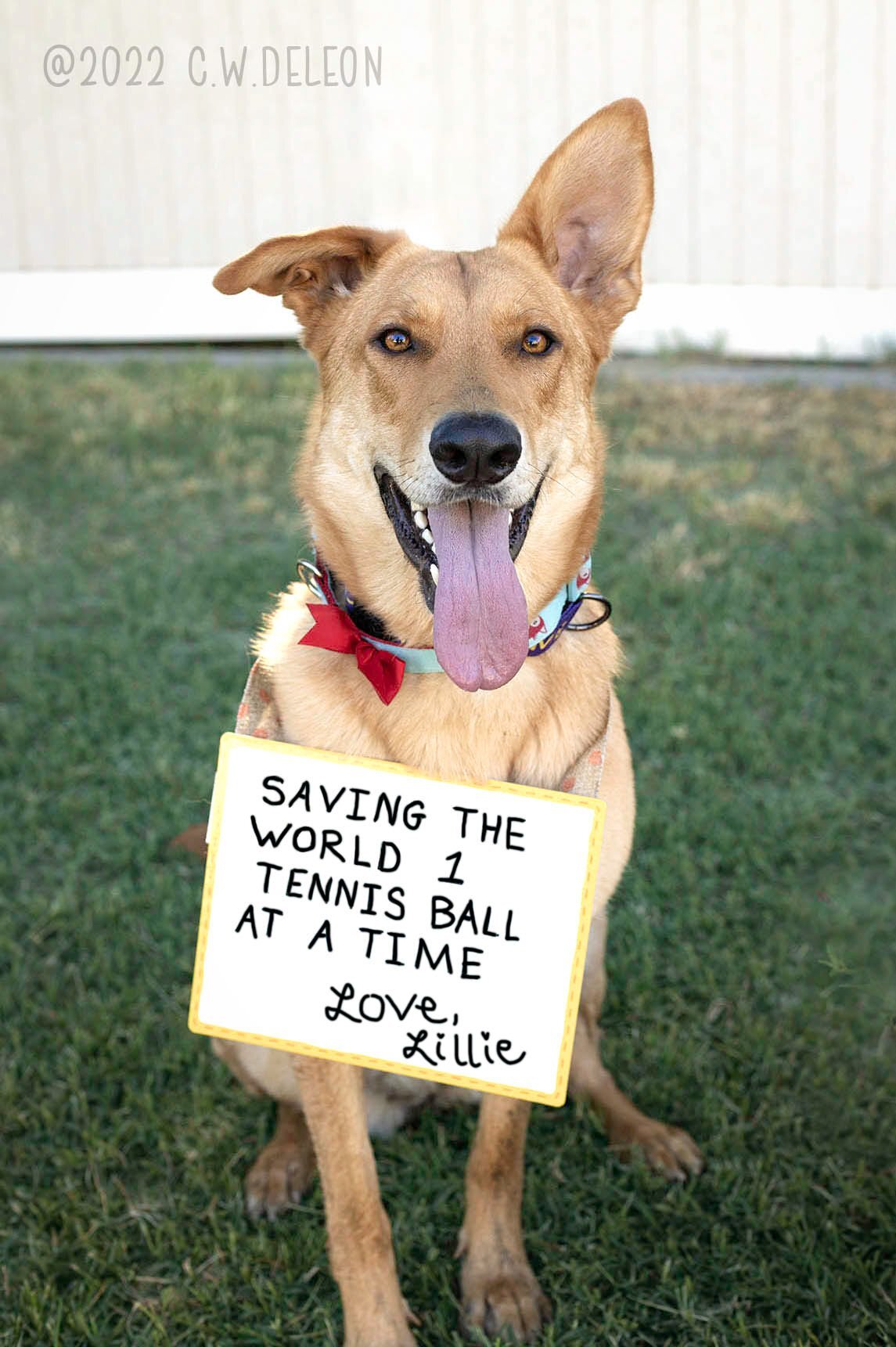 Lillie, an adoptable German Shepherd Dog in West Richland, WA, 99353 | Photo Image 1