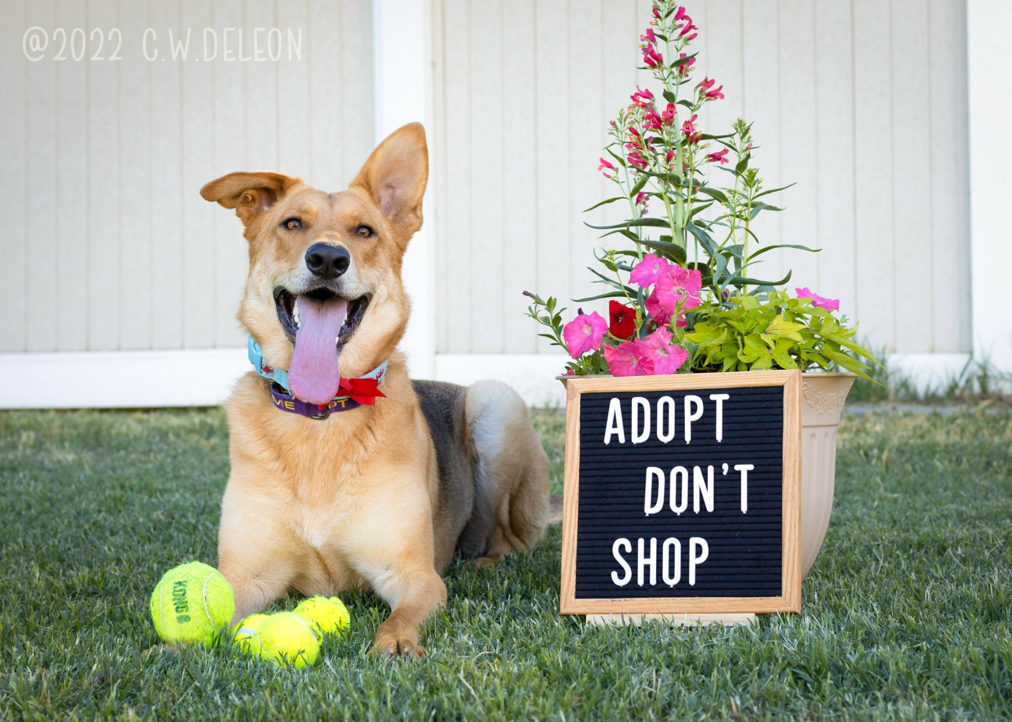 Lillie, an adoptable German Shepherd Dog in West Richland, WA, 99353 | Photo Image 6