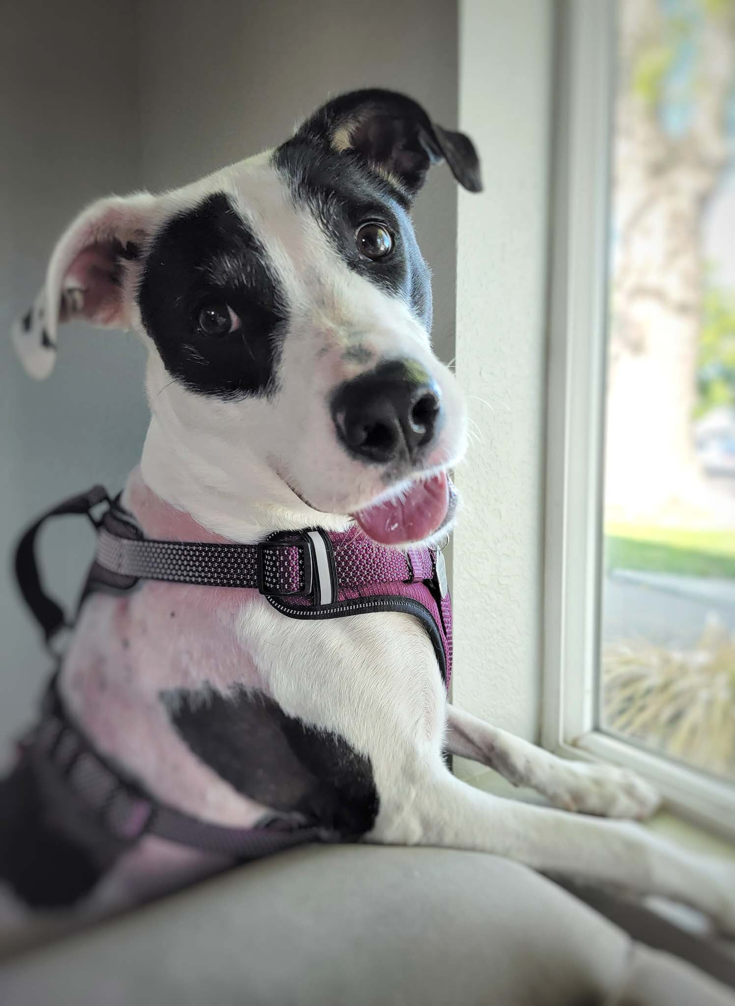 Stevie Nicks-foster home needed , an adoptable Border Collie, American Staffordshire Terrier in West Richland, WA, 99353 | Photo Image 2