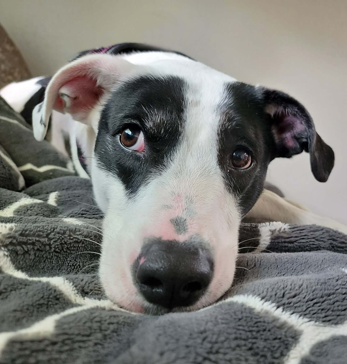 Stevie Nicks-foster home needed , an adoptable Border Collie, American Staffordshire Terrier in West Richland, WA, 99353 | Photo Image 3