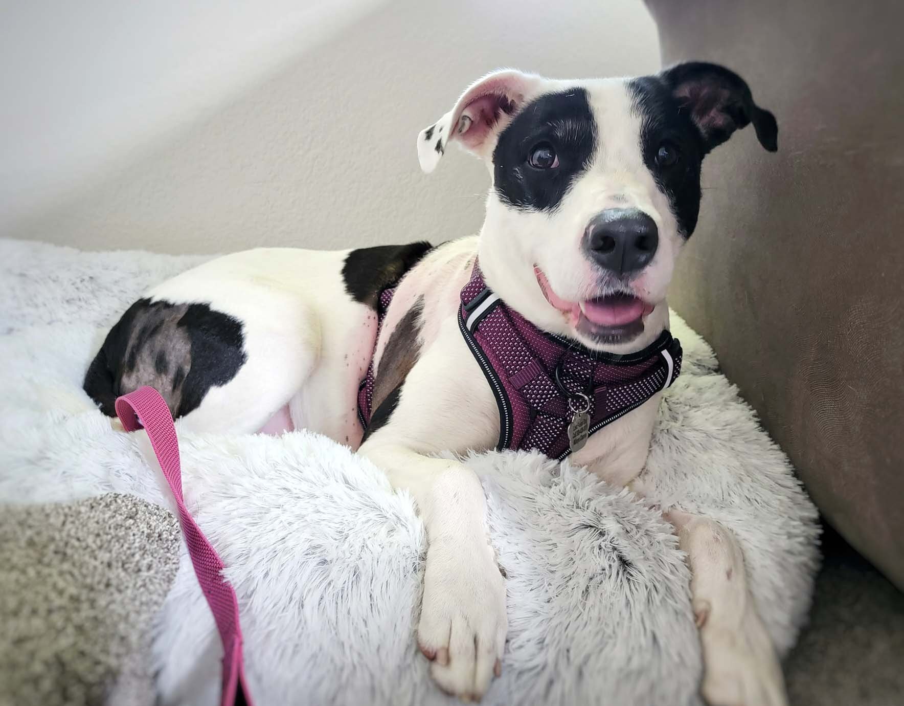 Stevie Nicks-foster home needed , an adoptable Border Collie, American Staffordshire Terrier in West Richland, WA, 99353 | Photo Image 4