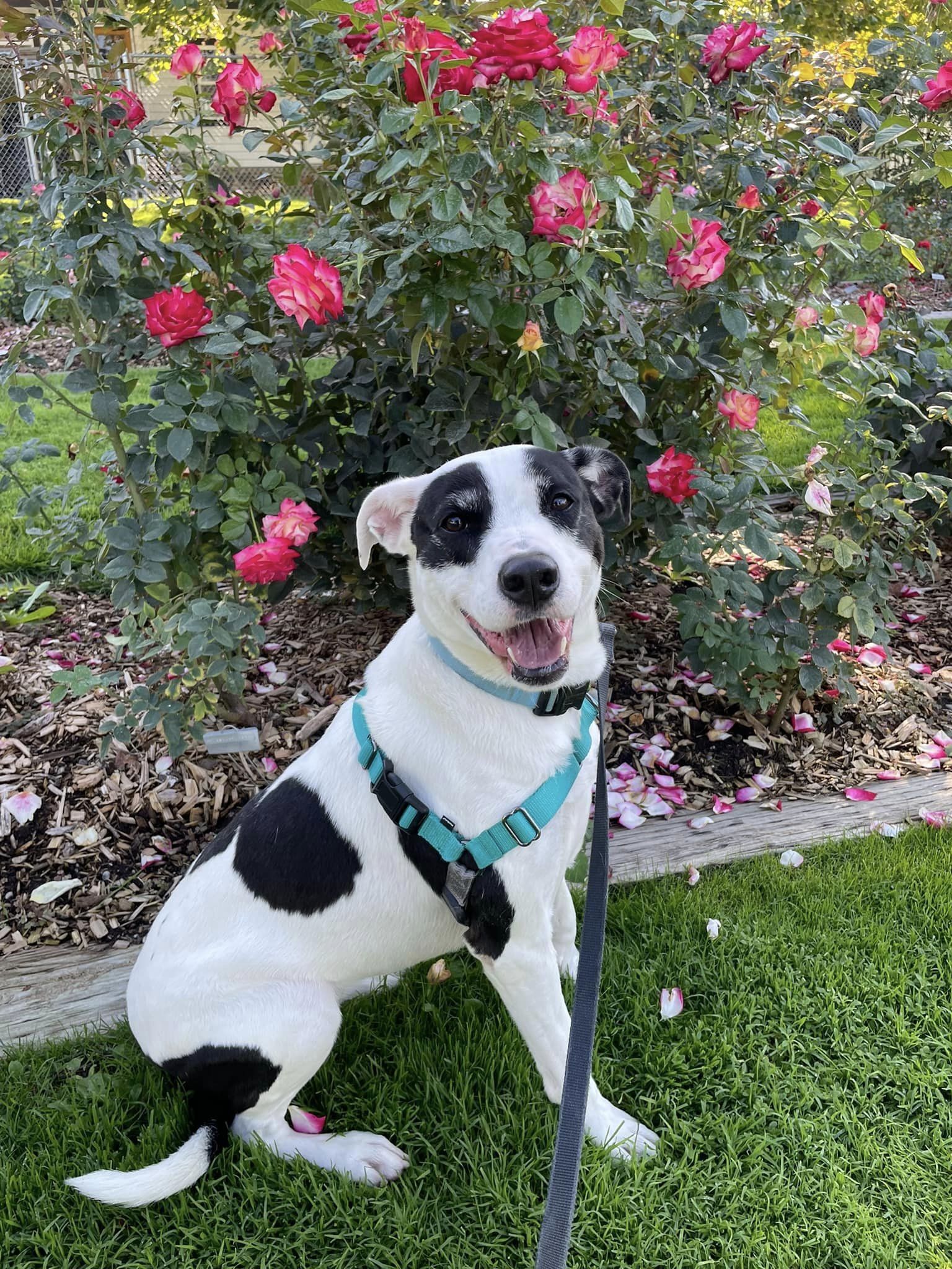 Stevie Nicks-foster home needed , an adoptable Border Collie, American Staffordshire Terrier in West Richland, WA, 99353 | Photo Image 1