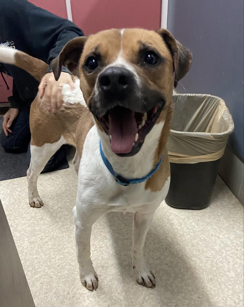 Peanut, an adoptable Boxer, Mixed Breed in Virginia, MN, 55792 | Photo Image 1