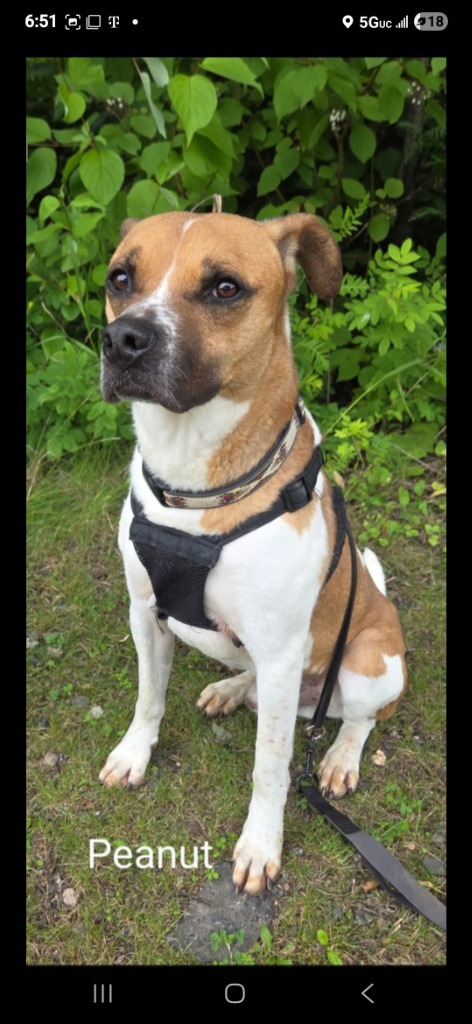 Peanut, an adoptable Boxer, Mixed Breed in Virginia, MN, 55792 | Photo Image 1