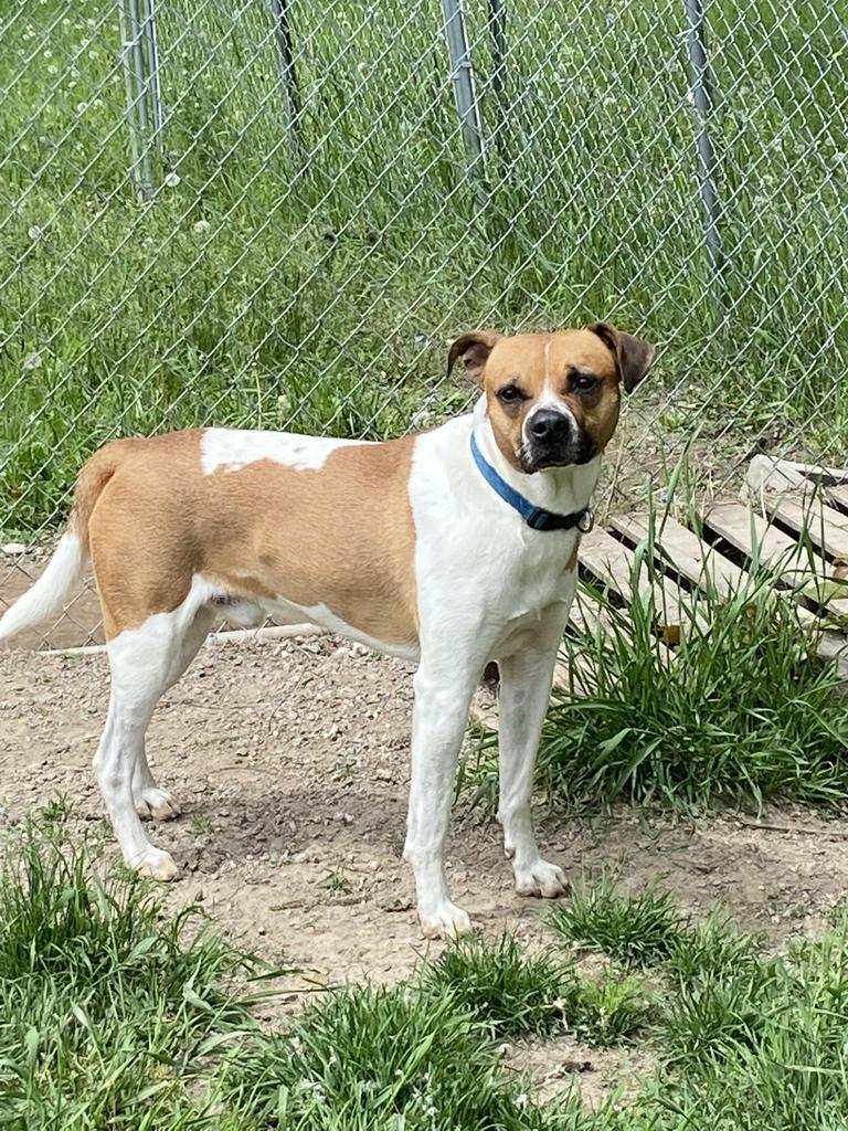 Peanut, an adoptable Boxer, Mixed Breed in Virginia, MN, 55792 | Photo Image 2