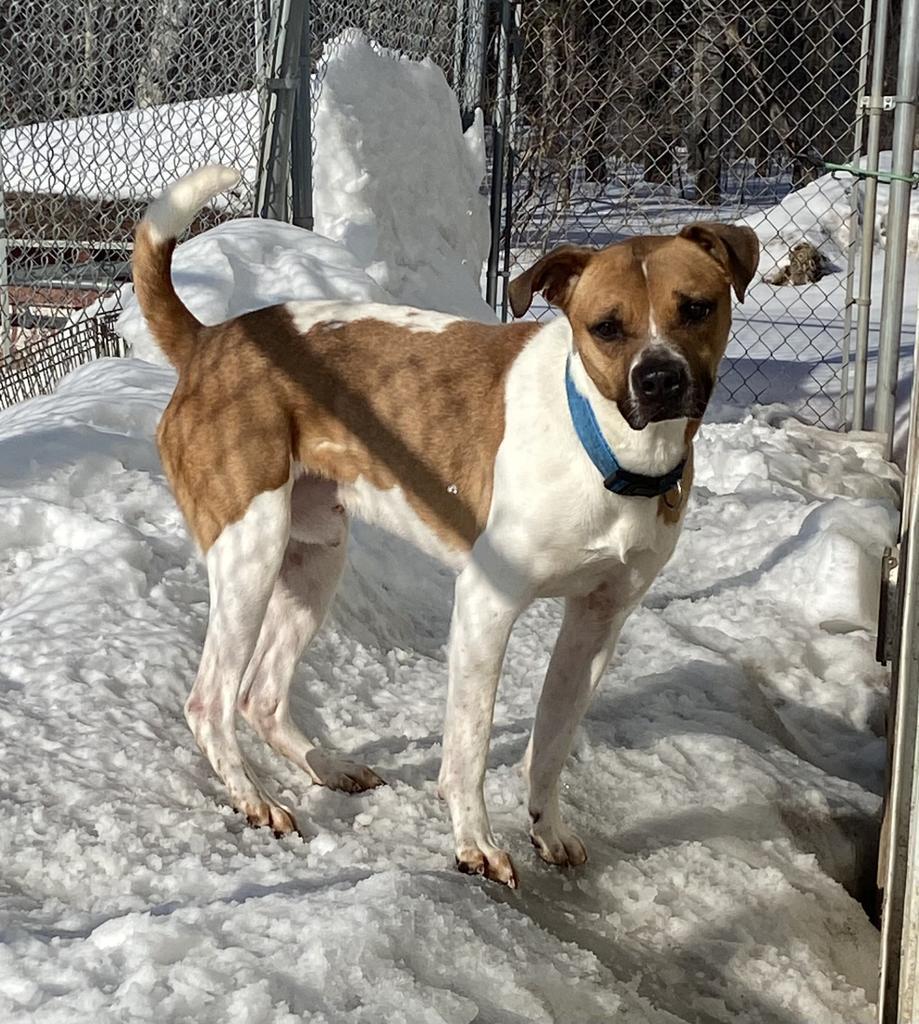 Peanut, an adoptable Boxer, Mixed Breed in Virginia, MN, 55792 | Photo Image 3