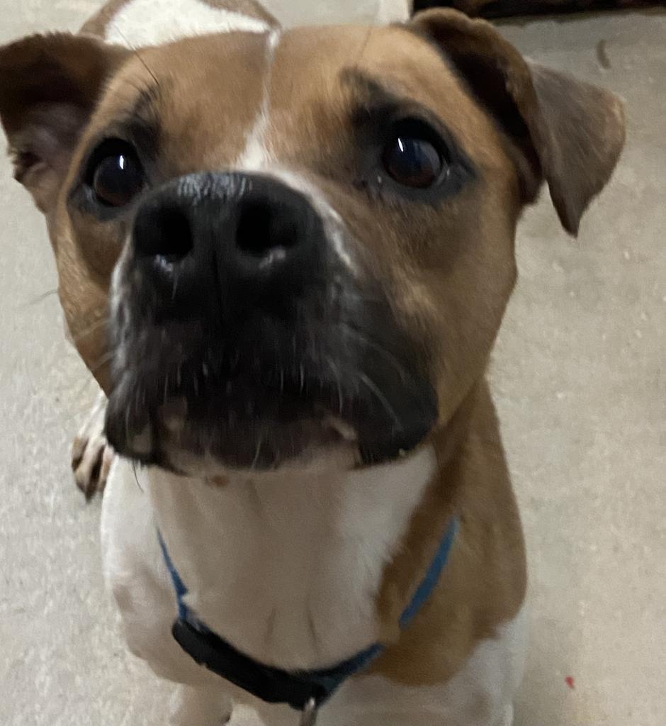 Peanut, an adoptable Boxer, Mixed Breed in Virginia, MN, 55792 | Photo Image 4