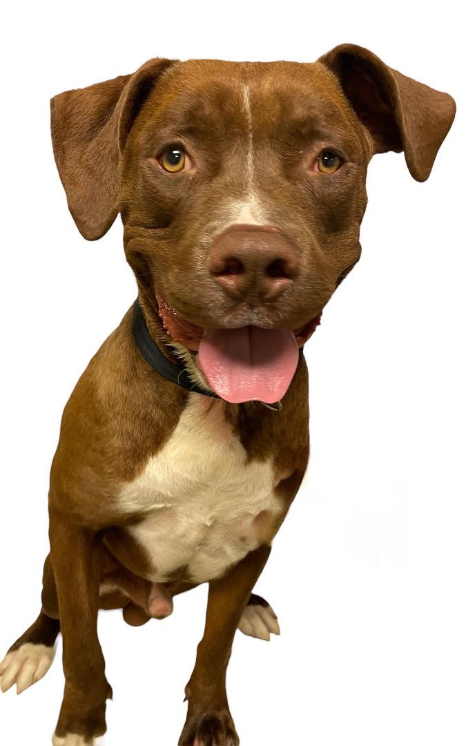 Gon, an adoptable Labrador Retriever, Pit Bull Terrier in Las Vegas, NV, 89136 | Photo Image 1
