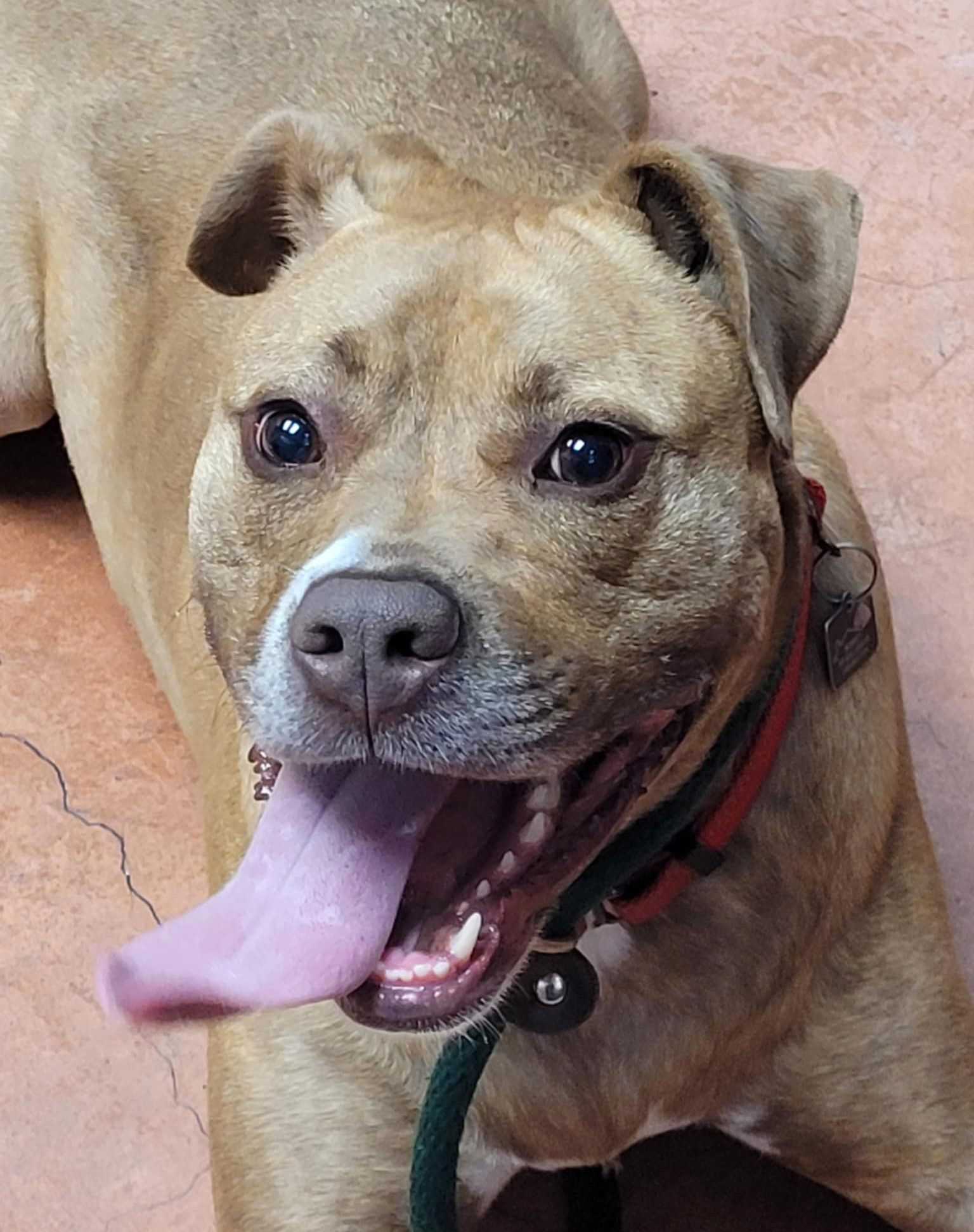 Frankie, an adoptable American Staffordshire Terrier in Spotsylvania, VA, 22553 | Photo Image 1