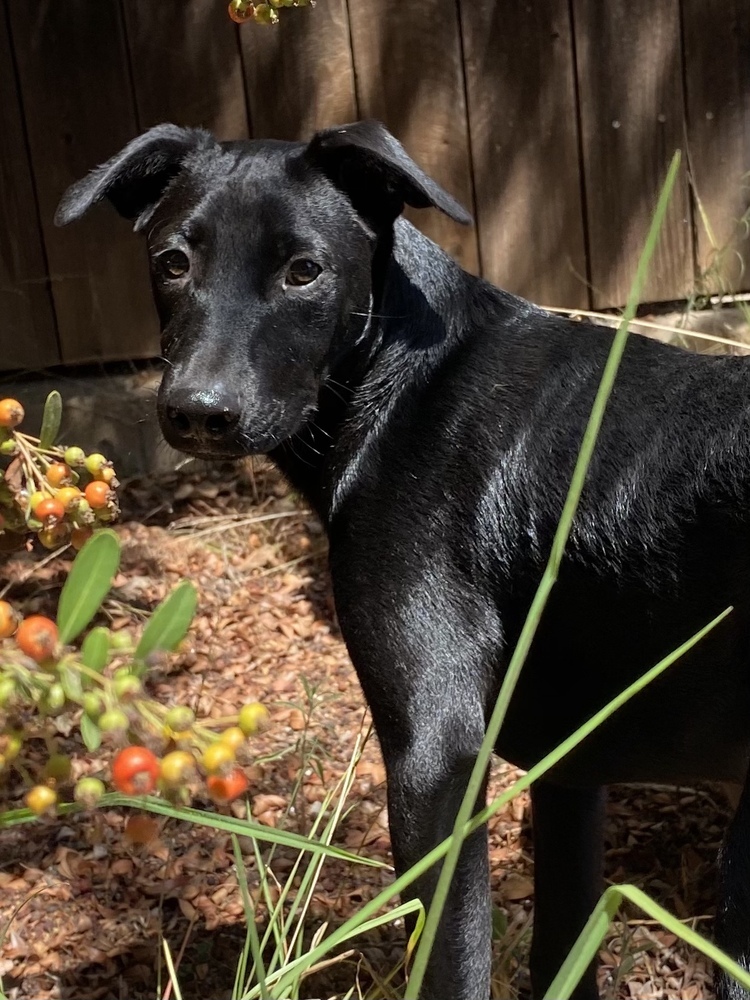 Blacky Blacks - Pound Puppies