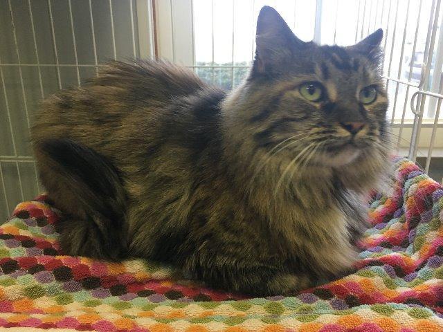 Dutchess, an adoptable Domestic Long Hair in Danville, IN, 46122 | Photo Image 1