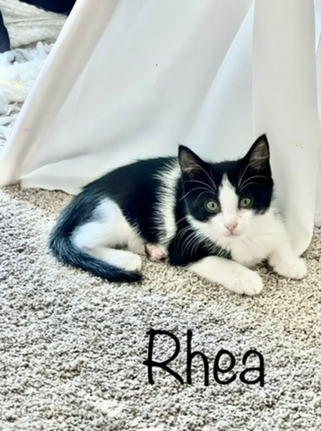 Rhea, an adoptable Domestic Short Hair in Hoover , AL, 35226 | Photo Image 2