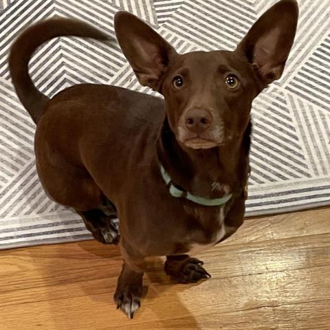 Brownie (fka Hershey) - NYC