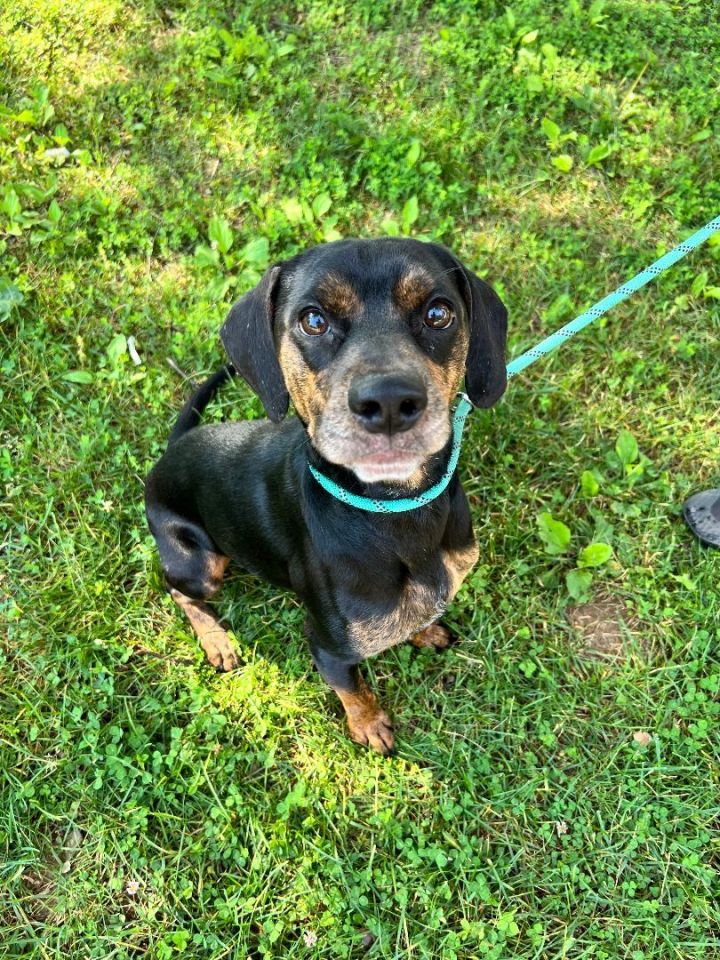 Ralph, an adoptable Beagle & Miniature Pinscher Mix in Louisville, KY_image-1