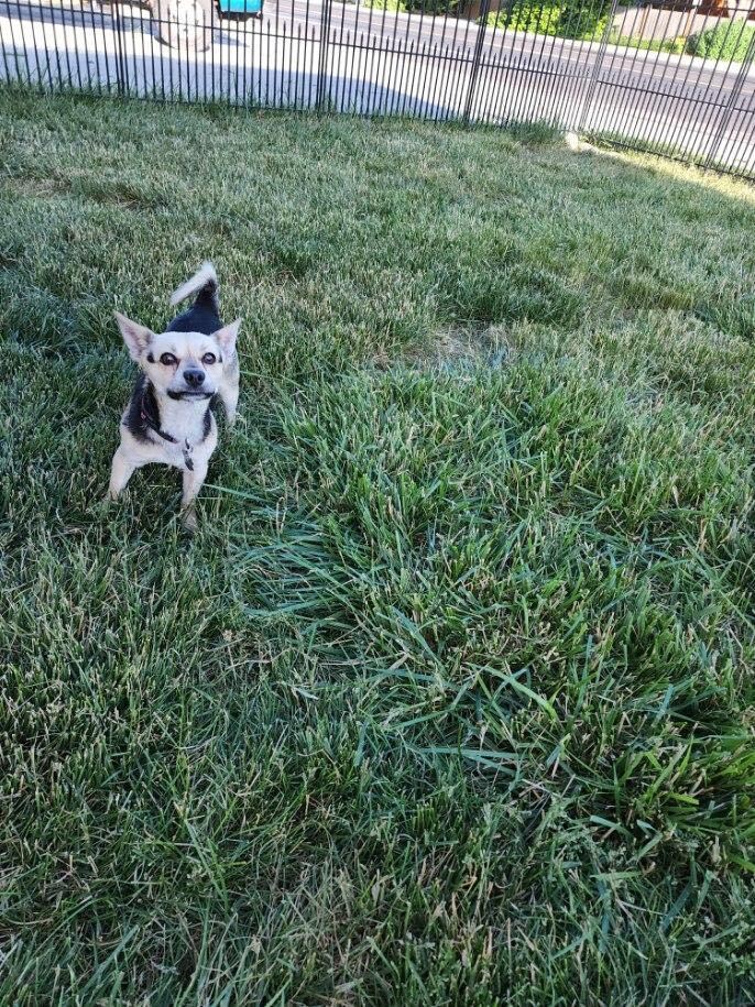 Rhodes (Rhody), an adoptable Corgi, Terrier in West Valley, UT, 84120 | Photo Image 3