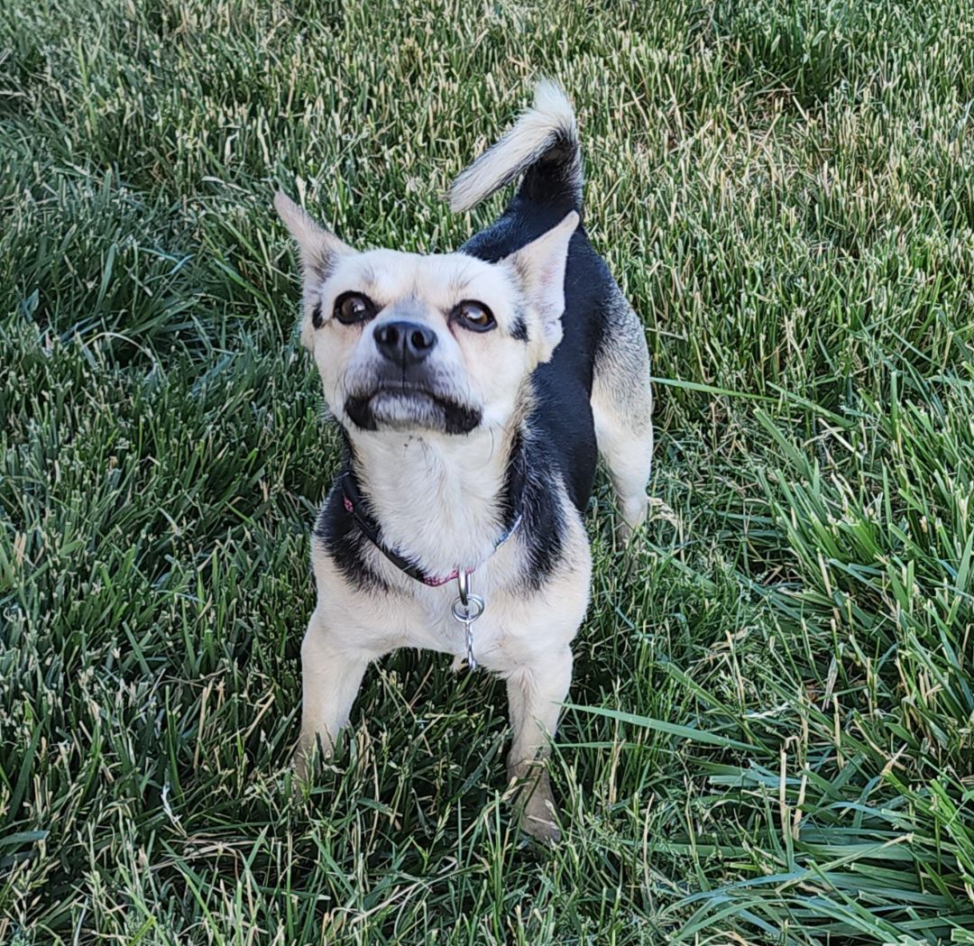 Rhodes (Rhody), an adoptable Corgi, Terrier in West Valley, UT, 84120 | Photo Image 1