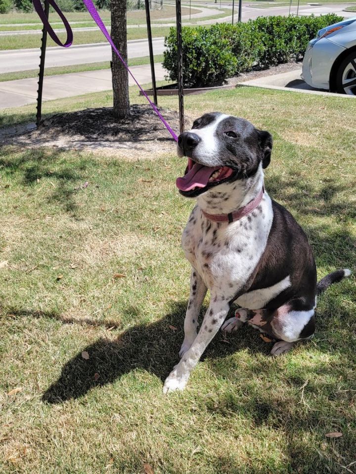 Loaded Gymnastik Grønland Dog for adoption - Buster, a Border Collie & German Shorthaired Pointer Mix  in Bryan, TX | Petfinder
