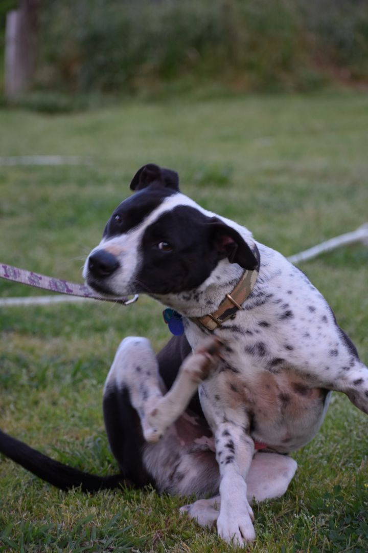 Pointer and border cheap collie mix