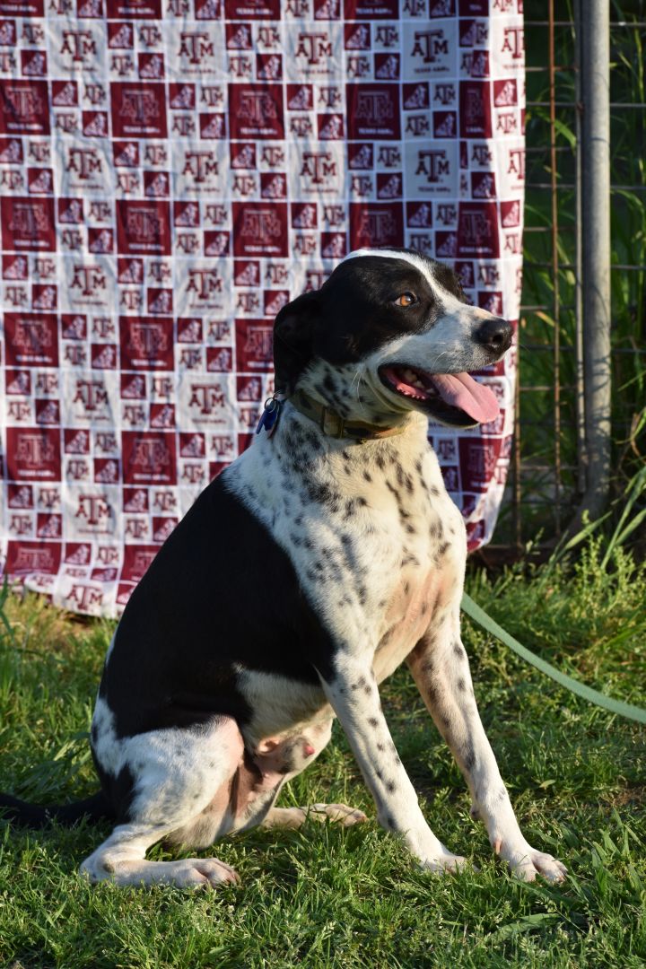 Border collie store german shorthair mix