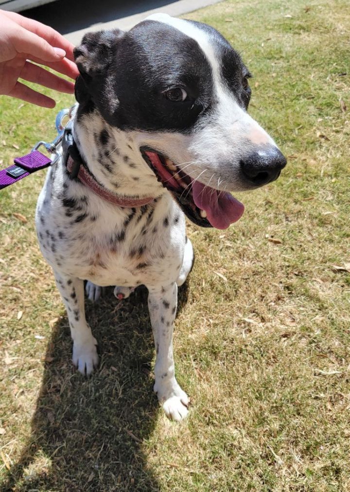 German shorthaired pointer outlet border collie mix