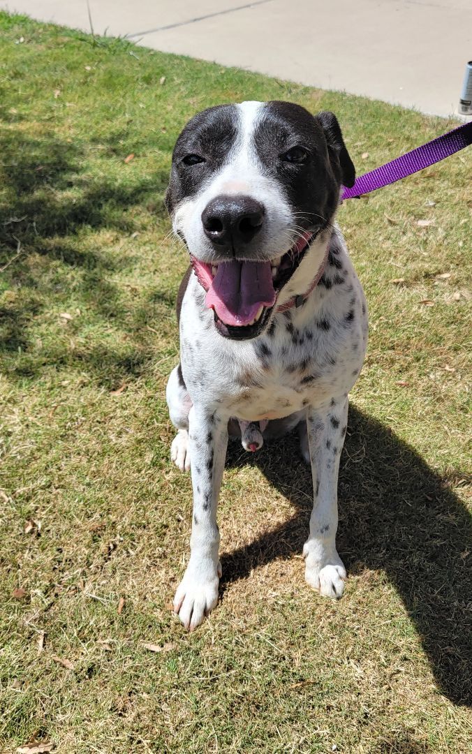 Pointer and border cheap collie mix