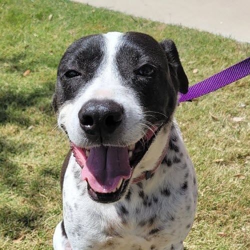 German shorthaired pointer great best sale dane mix