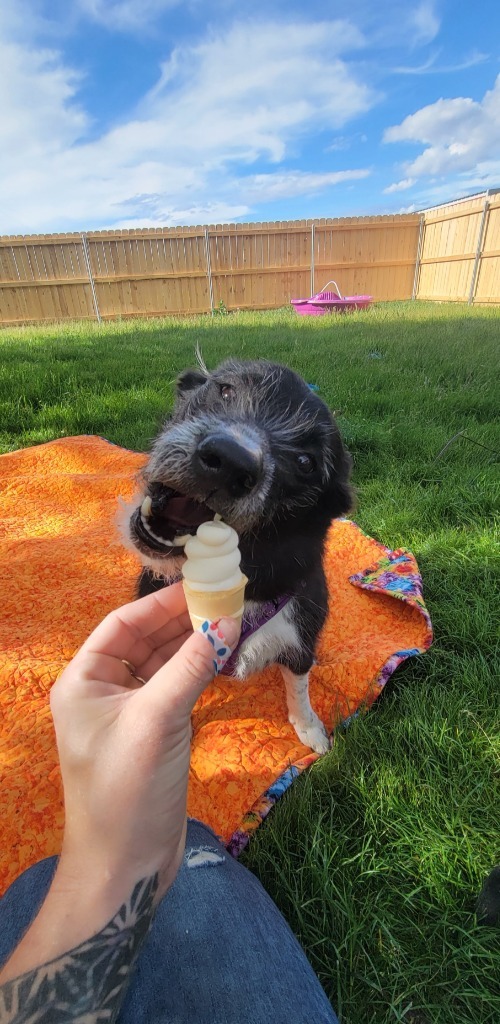 Ellie, an adoptable Mixed Breed in Meridian, ID, 83642 | Photo Image 1