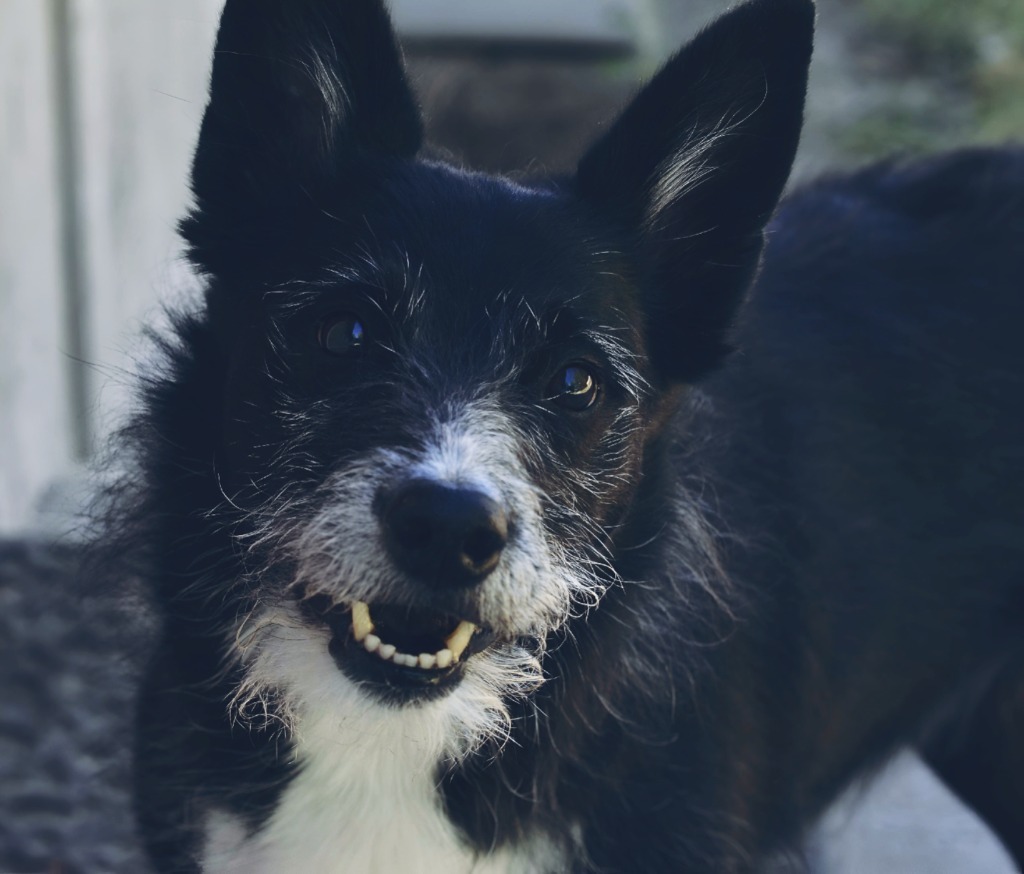 Ellie, an adoptable Mixed Breed in Meridian, ID, 83642 | Photo Image 1