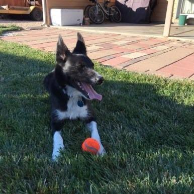 Ellie, an adoptable Mixed Breed in Meridian, ID, 83642 | Photo Image 2