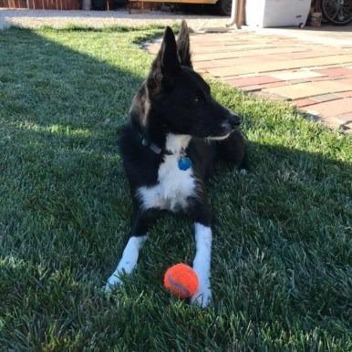 Ellie, an adoptable Mixed Breed in Meridian, ID, 83642 | Photo Image 5