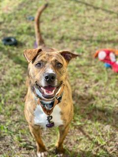 Whippet mixed with hot sale pitbull