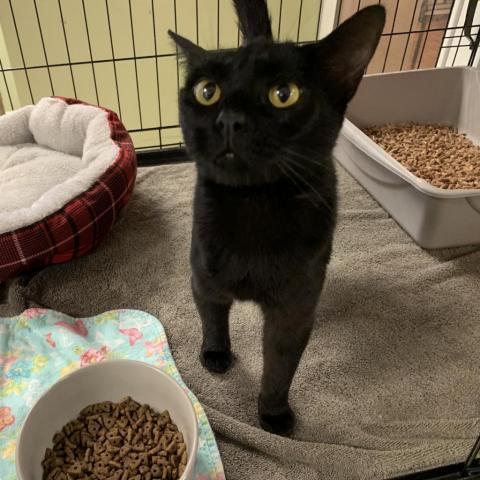 Ginger, an adoptable Domestic Short Hair in Buffalo, NY, 14226 | Photo Image 2