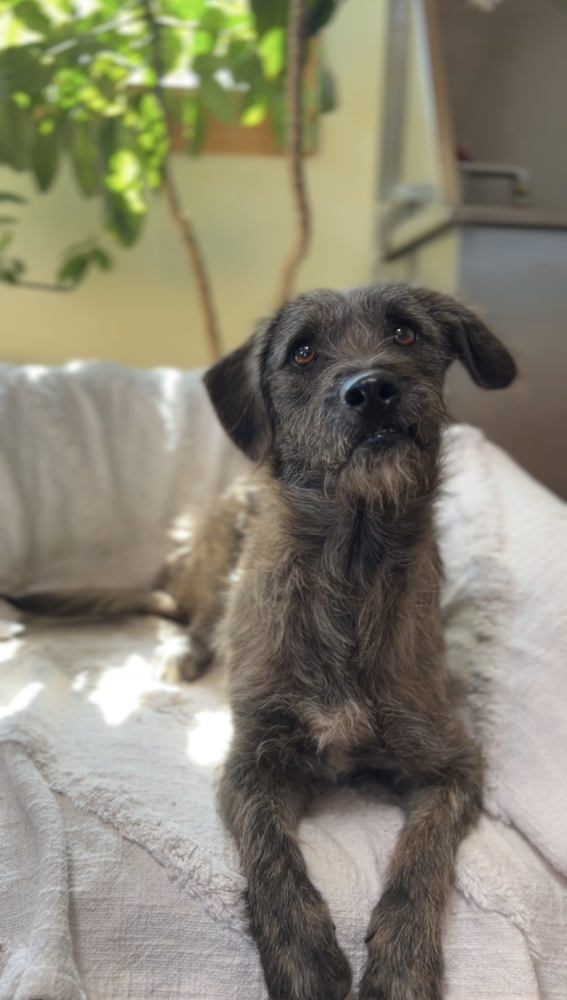 Rufo, an adoptable Schnauzer in Tucson, AZ, 85711 | Photo Image 1