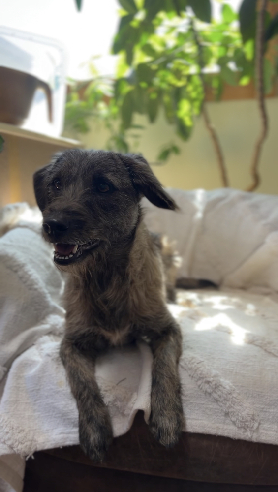 Rufo, an adoptable Schnauzer in Hereford, AZ, 85615 | Photo Image 2