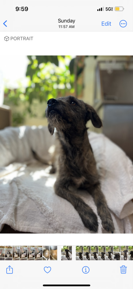 Rufo, an adoptable Schnauzer in Hereford, AZ, 85615 | Photo Image 3