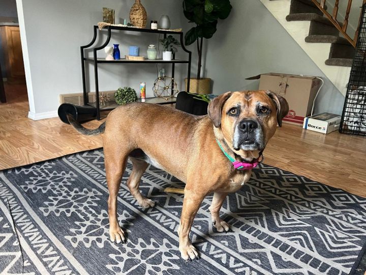 Mazie, an adoptable Boxer Mix in Oregon, OH_image-1