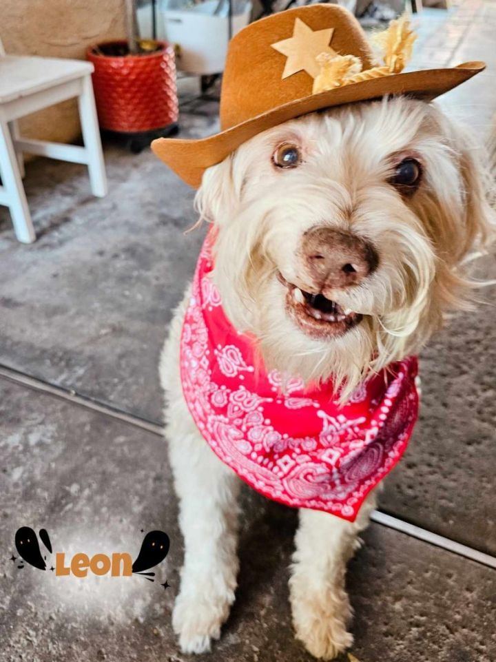 Leon, an adoptable Labradoodle & Terrier Mix in Covina, CA_image-6