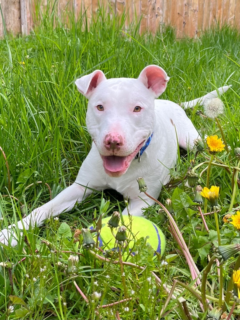 Casper , an adoptable Bull Terrier, Boxer in Seattle, WA, 98106 | Photo Image 1