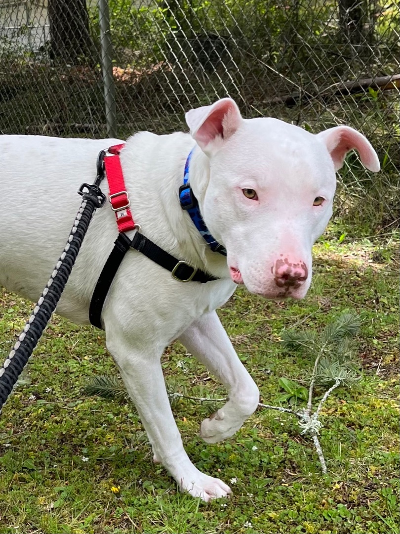 Casper , an adoptable Bull Terrier, Boxer in Seattle, WA, 98106 | Photo Image 5