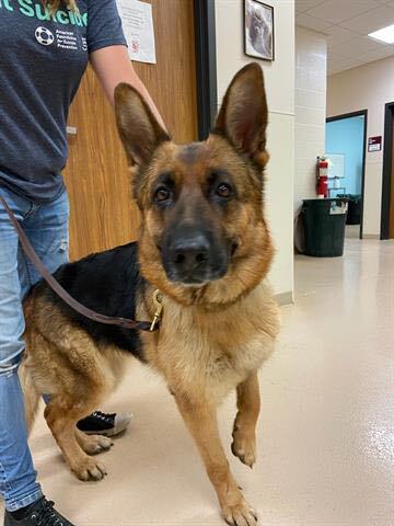 Layla , an adopted German Shepherd Dog in Chicago, IL_image-4