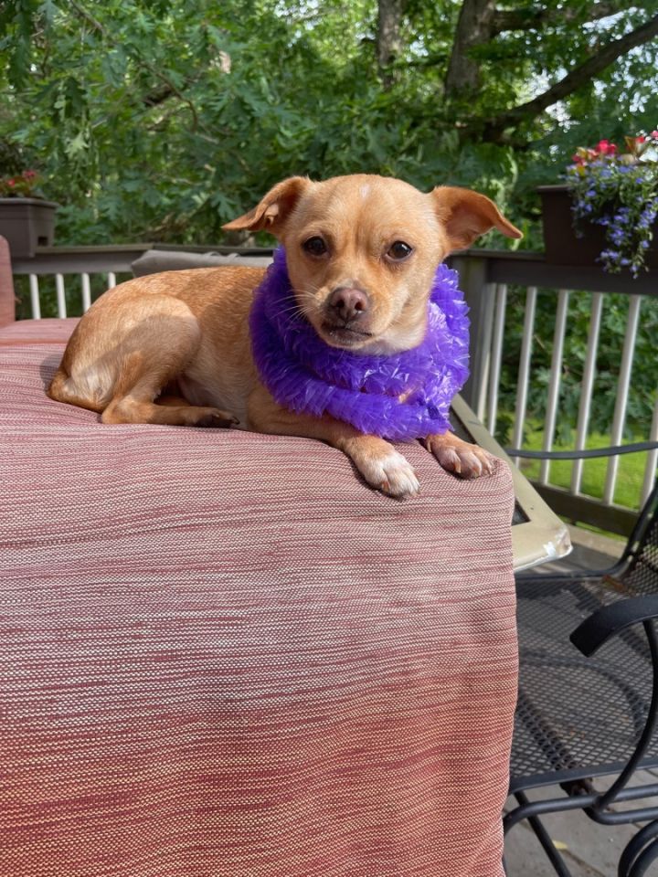 Kelsey( needs a quiet home)(13 lbs), an adoptable Pug & Chihuahua Mix in White Lake, MI_image-3