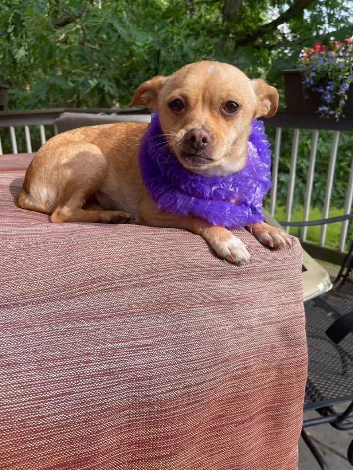 Kelsey( needs a quiet home)(13 lbs), an adoptable Pug & Chihuahua Mix in White Lake, MI_image-5